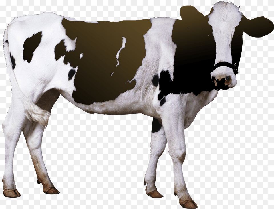 Cow Pic Cow De Horn Machine, Animal, Cattle, Livestock, Mammal Free Png Download