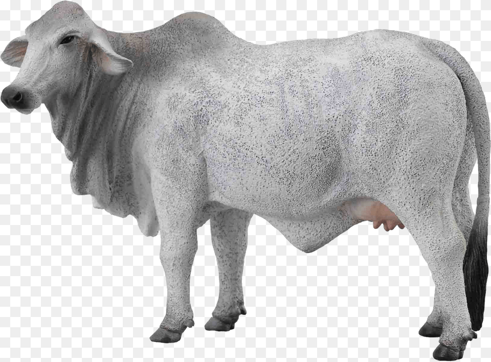 Cow Free Transparent Background White Cow, Animal, Bull, Cattle, Livestock Png