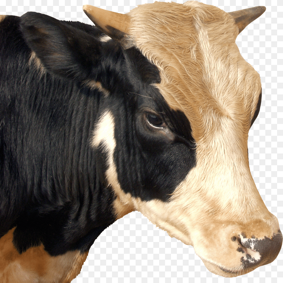 Cow Head Png Image