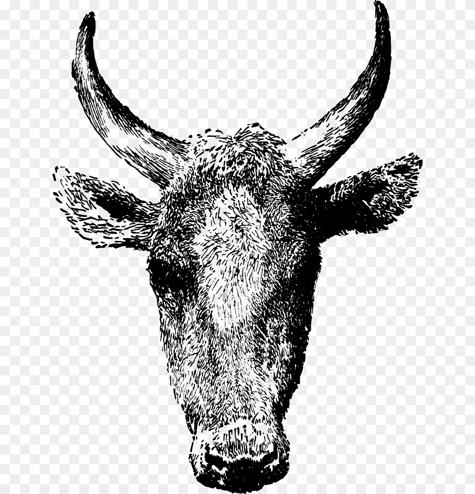 Cow Head Kepala Anoa Vector, Gray Free Png