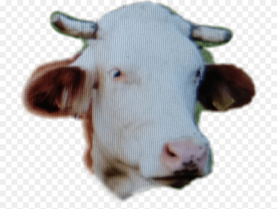 Cow Head Sheep, Animal, Baby, Cattle, Livestock Png