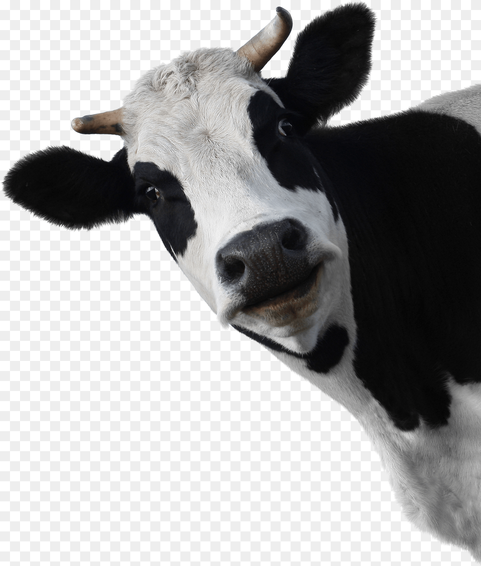 Cow Head White Background, Animal, Cattle, Livestock, Mammal Free Png