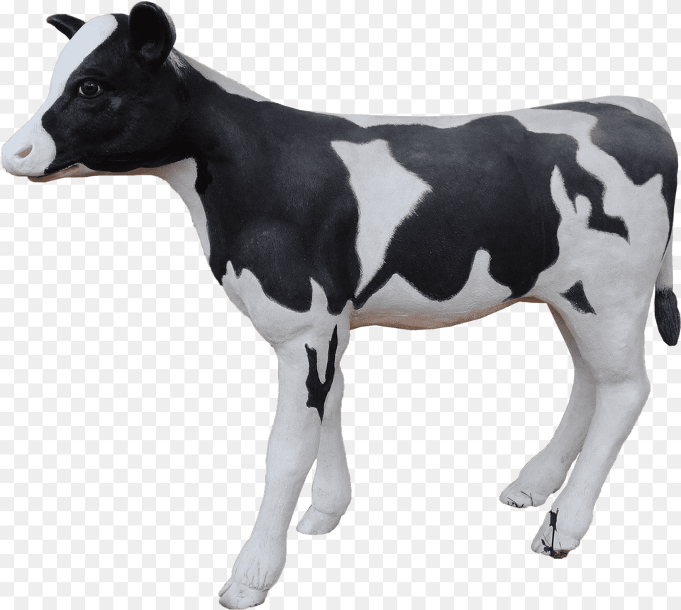 Cow Holstein Calf Dairy Cow, Animal, Cattle, Livestock, Mammal Free Png