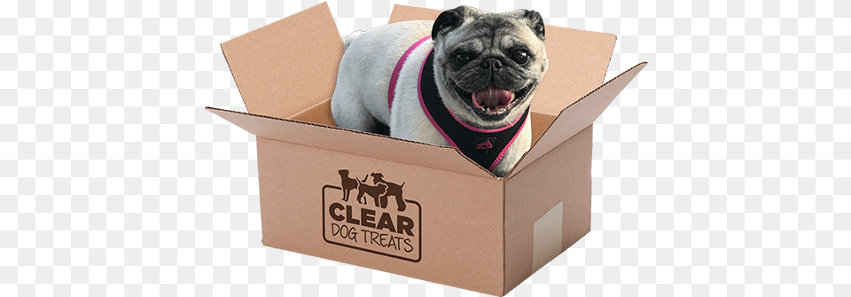 Cow Hooves Dog Treats The Clear Shop Pug, Box, Animal, Canine, Mammal Free Png