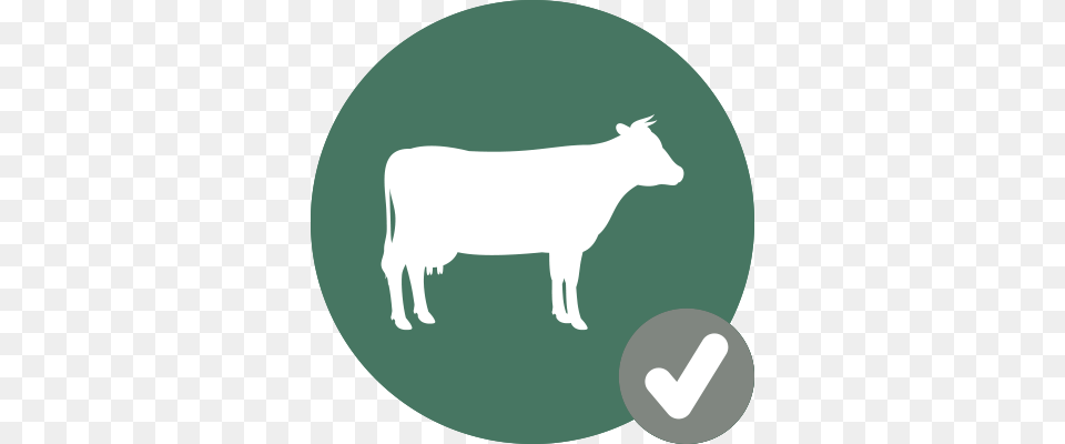 Cow Icon Check Dairy Cow, Animal, Cattle, Livestock, Mammal Png