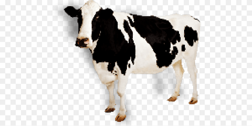 Cow Icon Cow Transparent, Animal, Cattle, Dairy Cow, Livestock Free Png