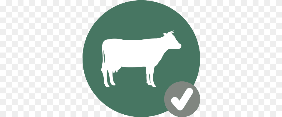 Cow Iconcheck Hook Norton Veterinary Group Animal Figure, Cattle, Livestock, Mammal, Bull Png Image