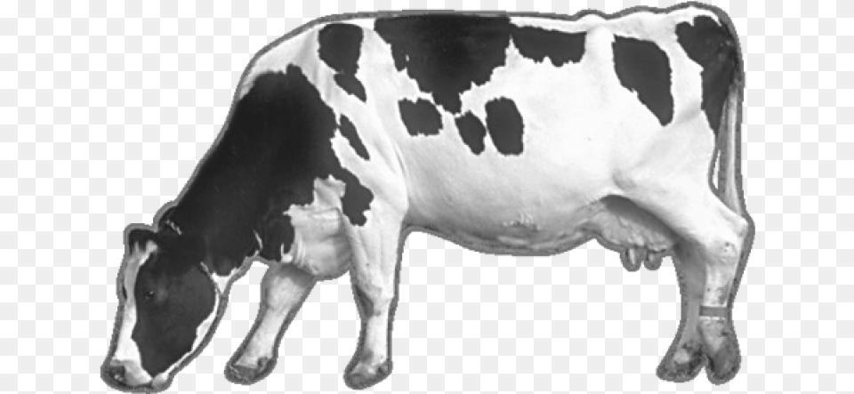 Cow Image Black And White Cow, Animal, Cattle, Dairy Cow, Mammal Png