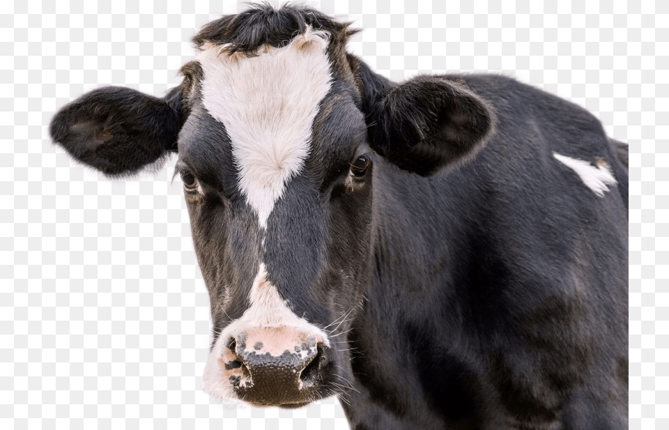 Cow Black And White Cow Face Up Close, Animal, Cattle, Livestock, Mammal Png Image
