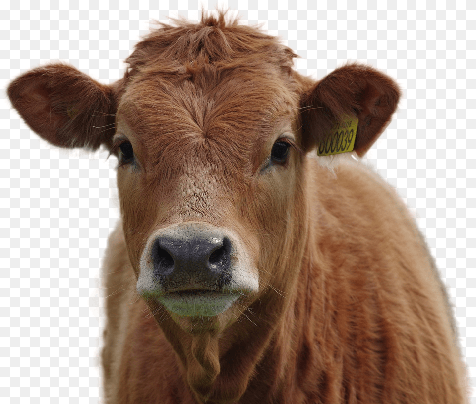 Cow Image Brown Cow, Animal, Cattle, Livestock, Mammal Free Png Download