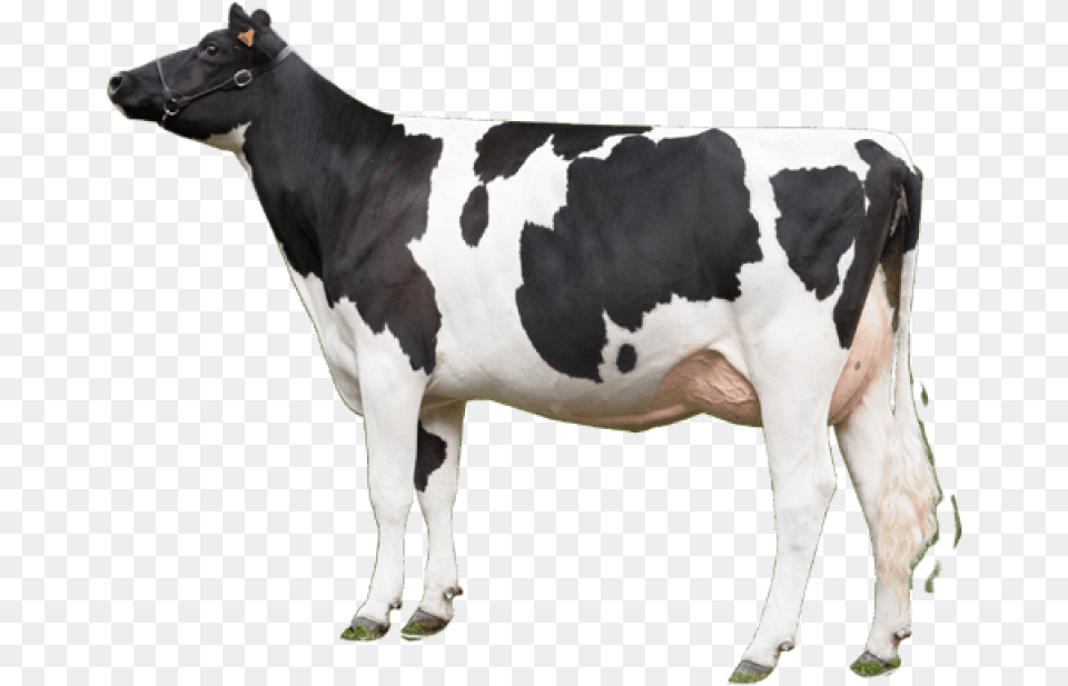 Cow Image Cow, Animal, Cattle, Dairy Cow, Livestock Free Png Download