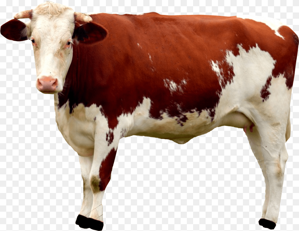 Cow Image Cow, Animal, Cattle, Livestock, Mammal Free Transparent Png