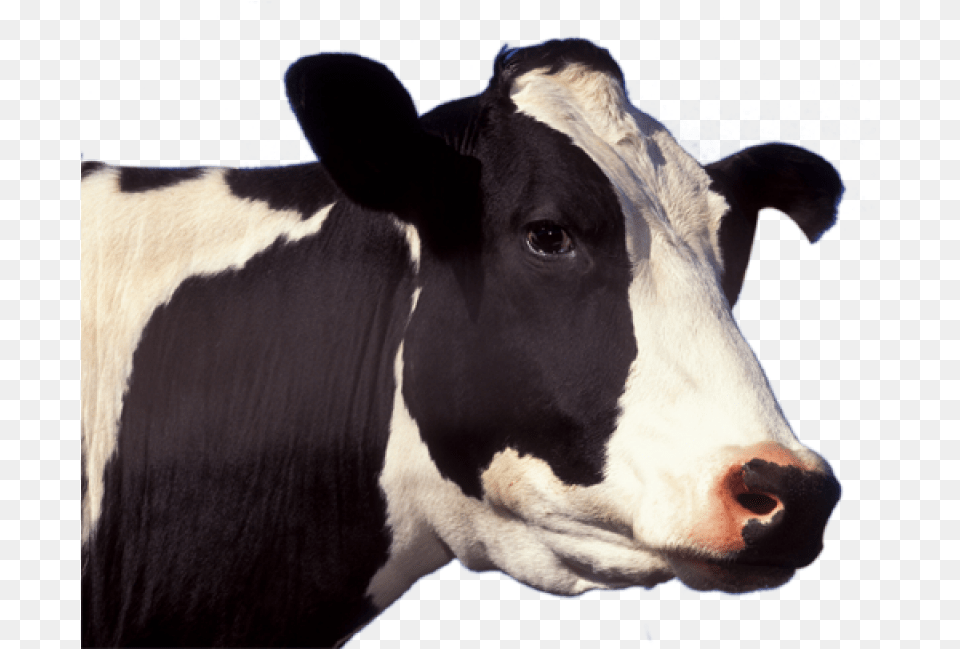 Cow Image Cow Face, Animal, Cattle, Dairy Cow, Livestock Free Png Download