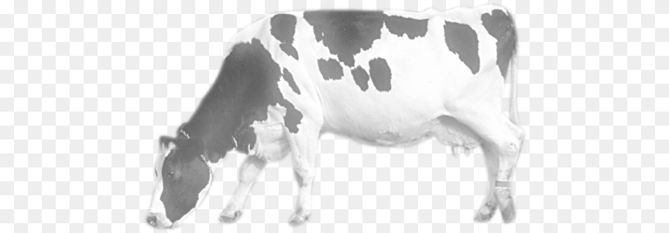 Cow Image Cow Image Hd, Animal, Cattle, Dairy Cow, Livestock Free Png Download