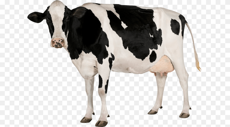Cow Image Cow With White Background, Animal, Cattle, Dairy Cow, Livestock Png