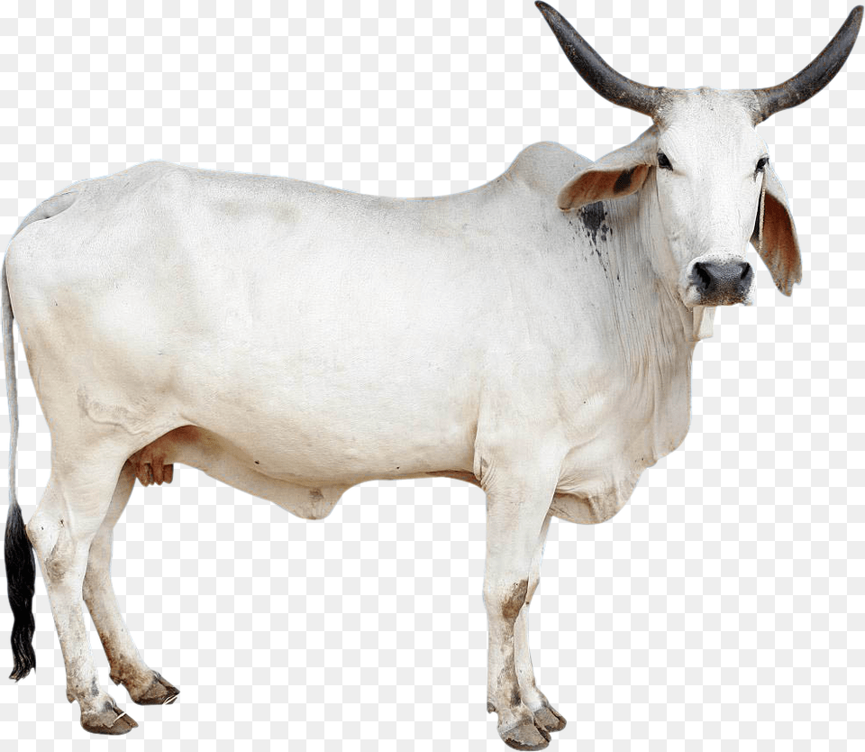 Cow Indian Cow Images, Animal, Bull, Cattle, Livestock Png Image