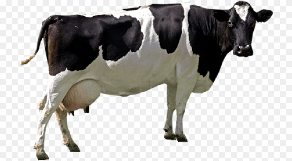 Cow Image Transparent Clipart Cow, Animal, Cattle, Dairy Cow, Livestock Free Png