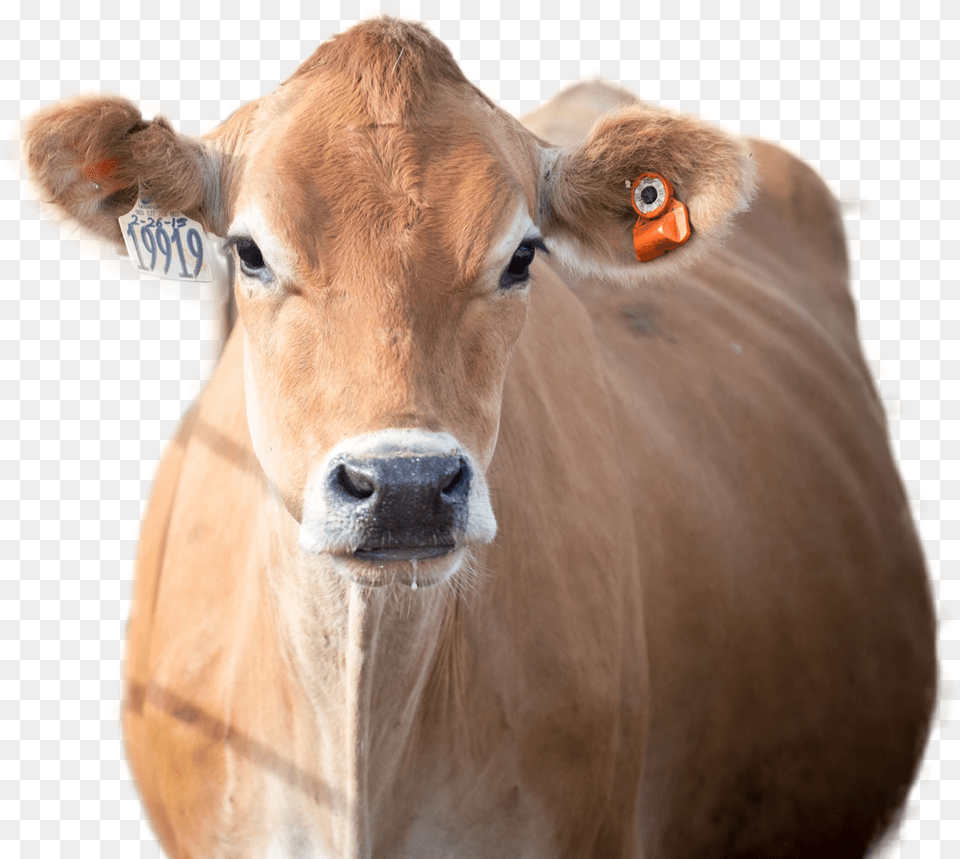 Cow Working Animal, Cattle, Livestock, Mammal, Dairy Cow Png Image