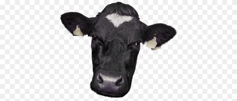 Cow Images, Animal, Cattle, Livestock, Mammal Free Png