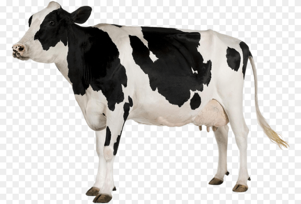 Cow Images And Clipart Free Download Cow, Animal, Cattle, Dairy Cow, Livestock Png