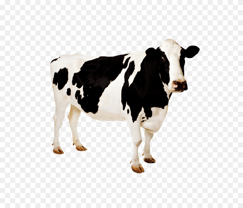 Cow Images Animal Identification Ear Tag, Cattle, Livestock, Mammal, Dairy Cow Png