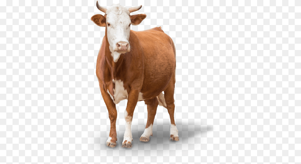 Cow Images Cow, Animal, Cattle, Livestock, Mammal Free Png
