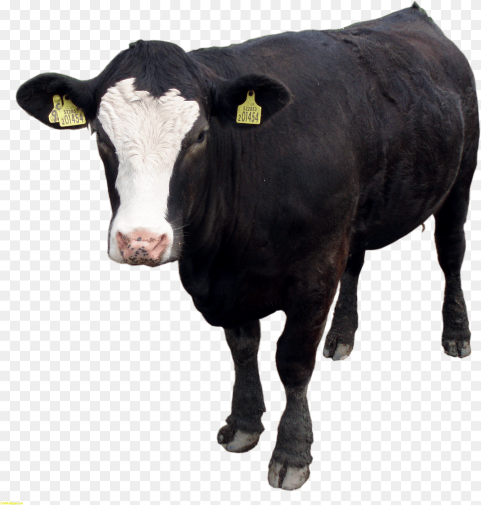 Cow Images Download Beef Cattle Background, Animal, Livestock, Mammal, Bull Free Transparent Png