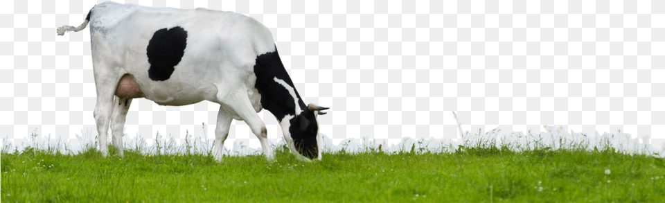 Cow Images Transparent Background Cow, Animal, Nature, Mammal, Livestock Free Png