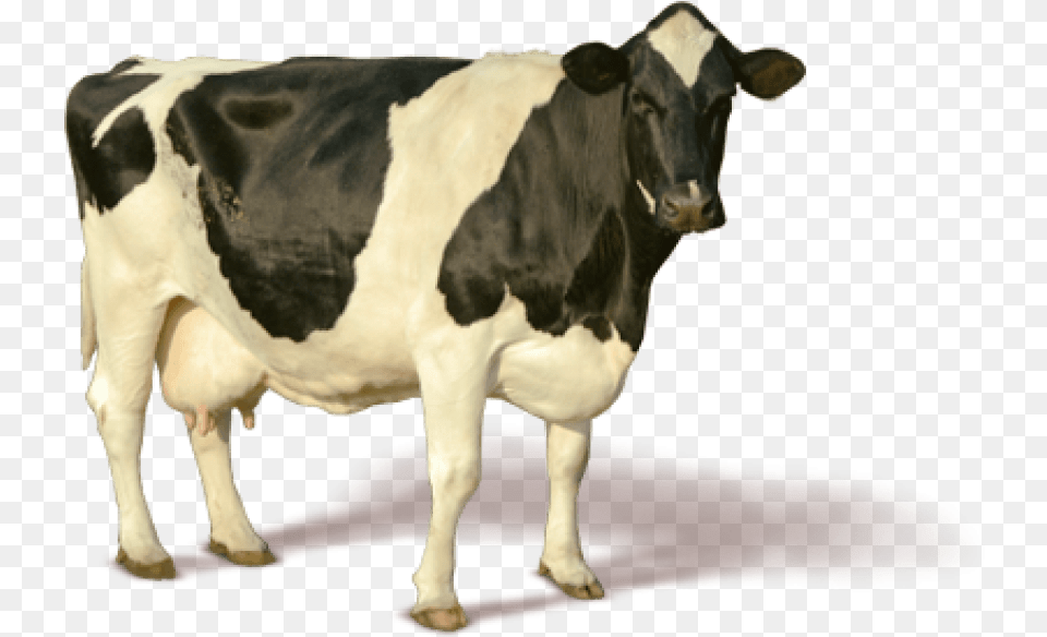Cow Images Transparent Cow, Animal, Cattle, Dairy Cow, Livestock Png