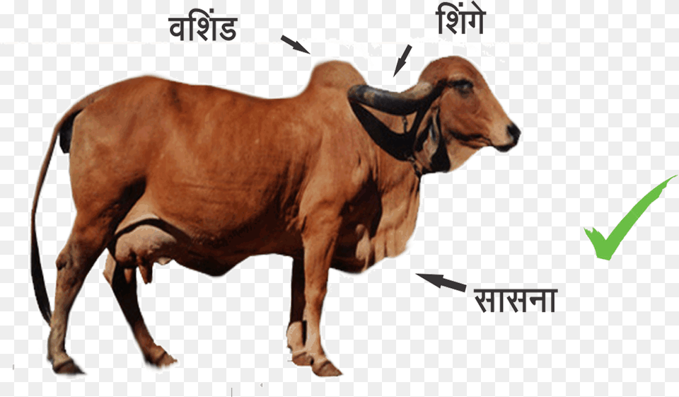 Cow In India, Animal, Bull, Cattle, Livestock Free Png