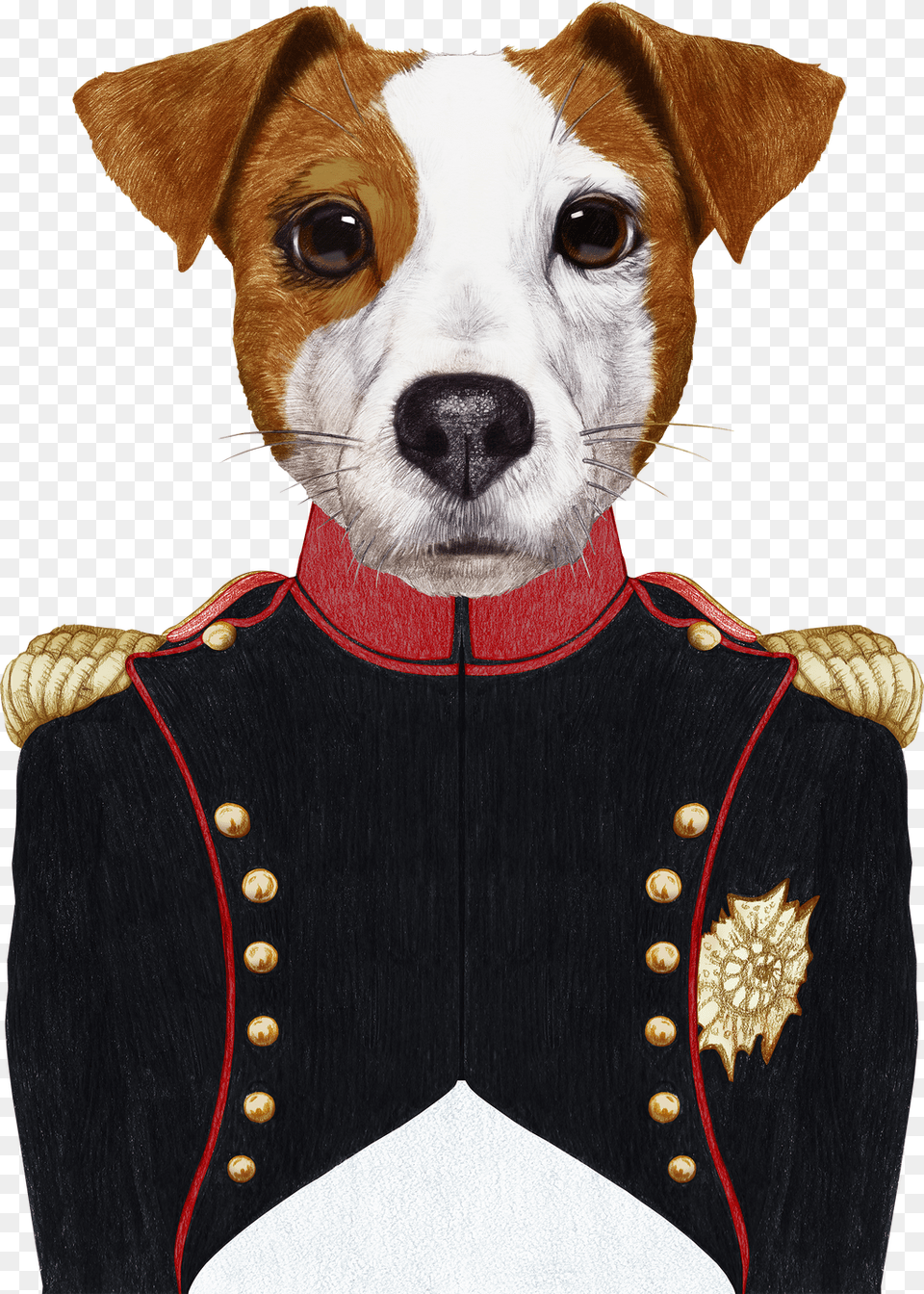 Cow In Military Uniform, Animal, Canine, Dog, Hound Png