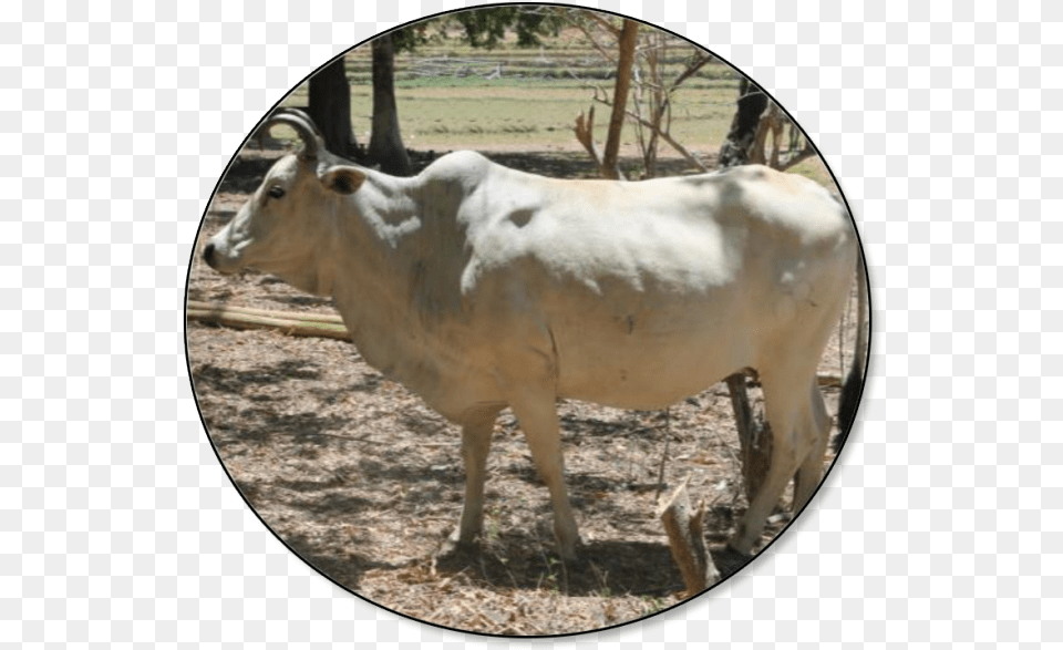 Cow In The Philippines, Animal, Bull, Cattle, Livestock Free Transparent Png