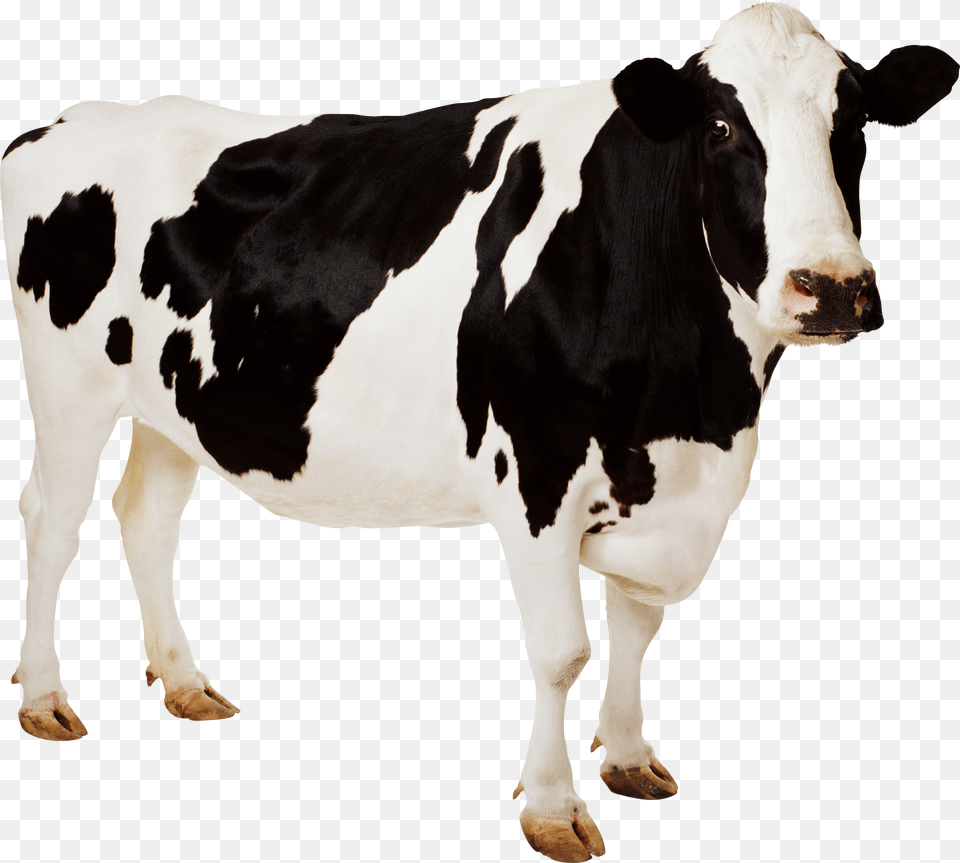Cow Jpg Png Image