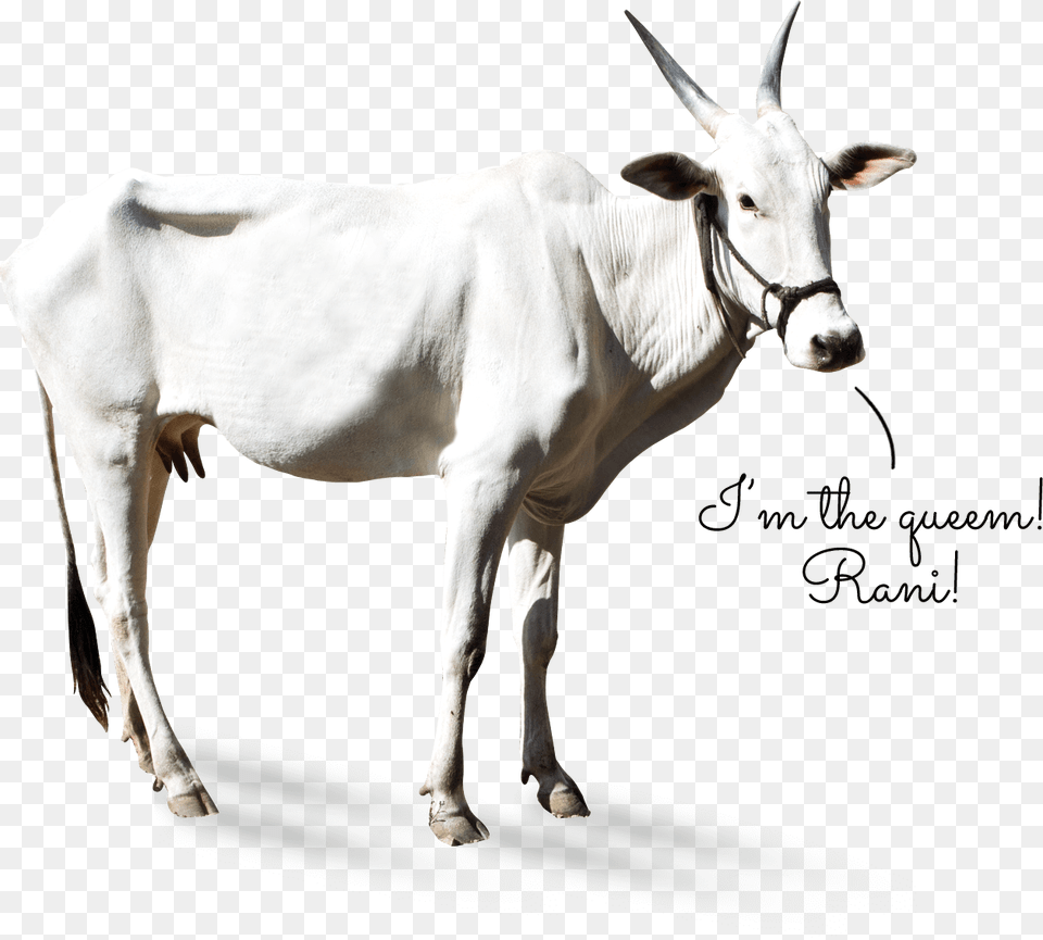 Cow Khillar Goat, Animal, Bull, Cattle, Livestock Free Transparent Png