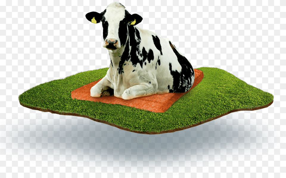 Cow Laying On The Dutch Mountain Mattress Krs, Animal, Cattle, Livestock, Mammal Free Transparent Png