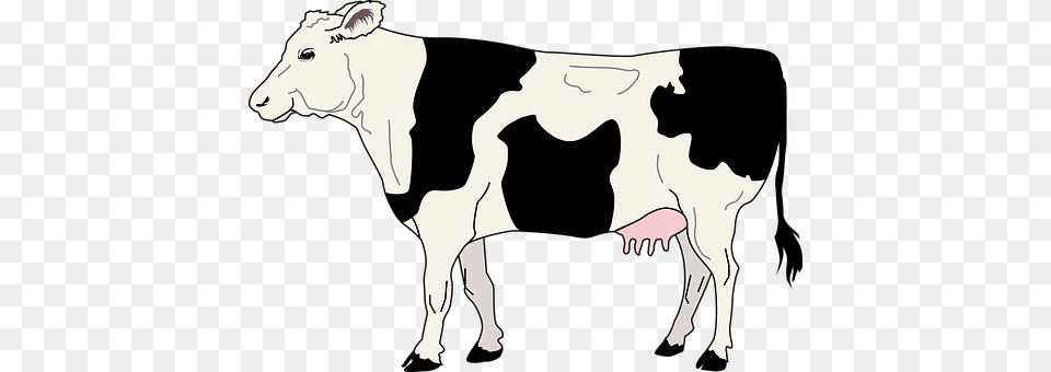Cow Livestock Cattle Farm Animal Beef Dair Side Of A Cow, Dairy Cow, Mammal, Person, Adult Free Png