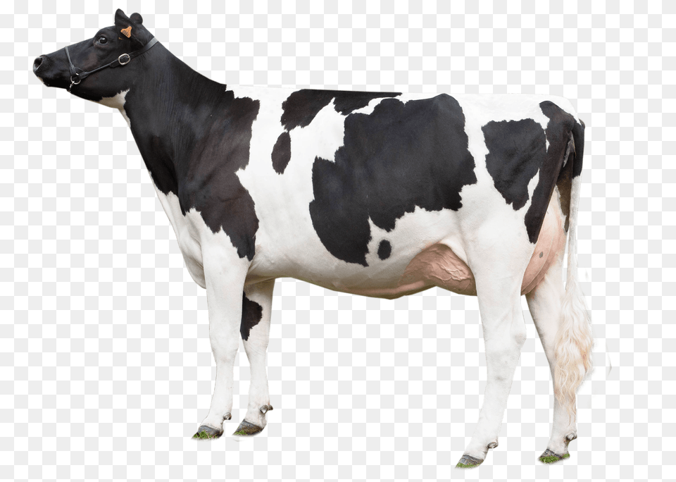 Cow Looking Left, Animal, Cattle, Dairy Cow, Livestock Png