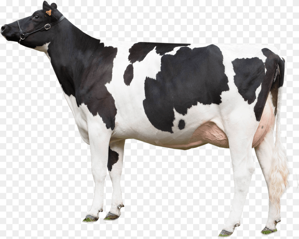 Cow Looking Left Cow, Animal, Cattle, Dairy Cow, Livestock Free Png Download