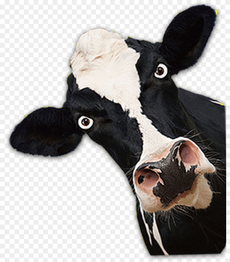 Cow Mad Peek A Boo Donkey, Animal, Cattle, Dairy Cow, Livestock Png Image