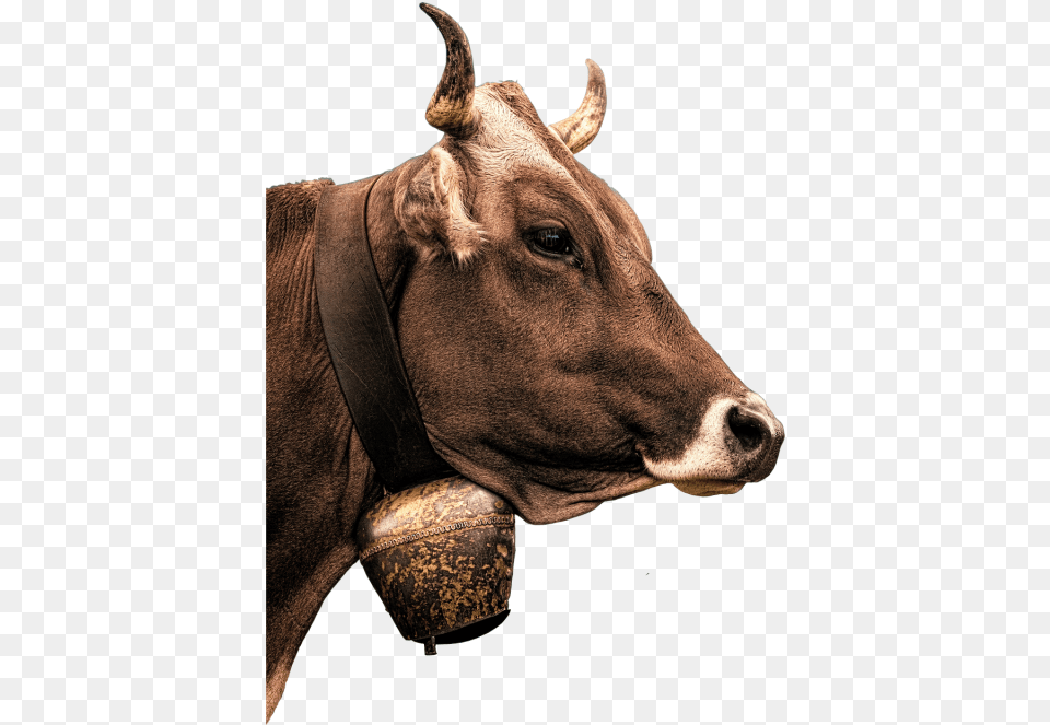 Cow Milk Beef Boeuf, Animal, Bull, Mammal, Cattle Free Png Download