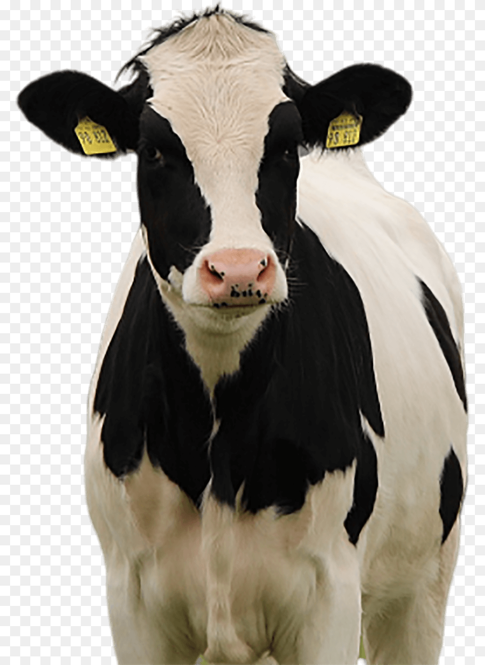 Cow Miss Missy Animal, Cattle, Dairy Cow, Livestock, Mammal Free Transparent Png
