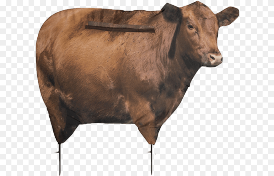 Cow Montana Decoy Big Red Decoy, Animal, Bull, Mammal, Cattle Free Png