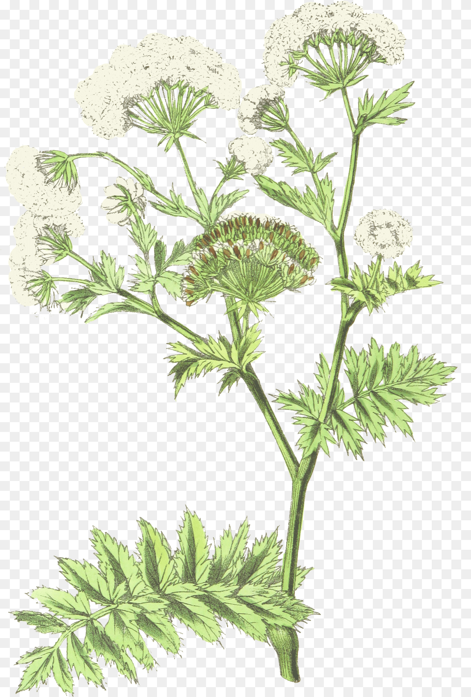 Cow Parsley, Apiaceae, Flower, Plant, Herbal Png
