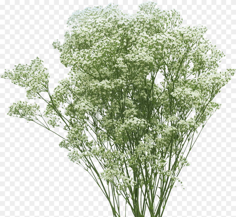 Cow Parsley, Plant, Flower, Apiaceae, Herbs Free Png Download