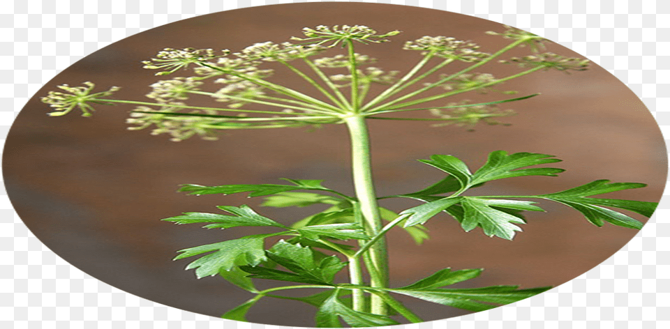 Cow Parsley, Herbs, Plant, Flower Free Png Download