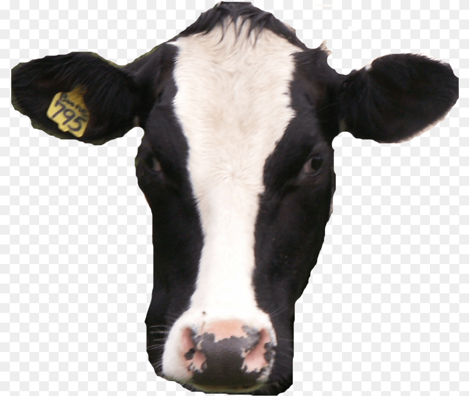 Cow Real Cow Head Background, Animal, Cattle, Livestock, Mammal Png