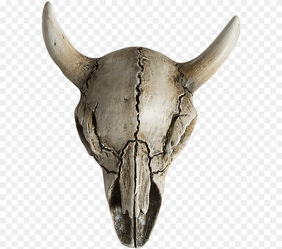 Cow Skull Horror Ornament Horror Head, Archaeology Free Png