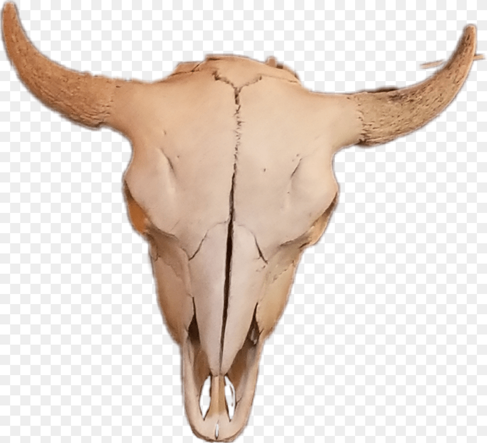 Cow Skull Skullbones Skull Deer, Animal, Bull, Mammal, Cattle Free Png Download