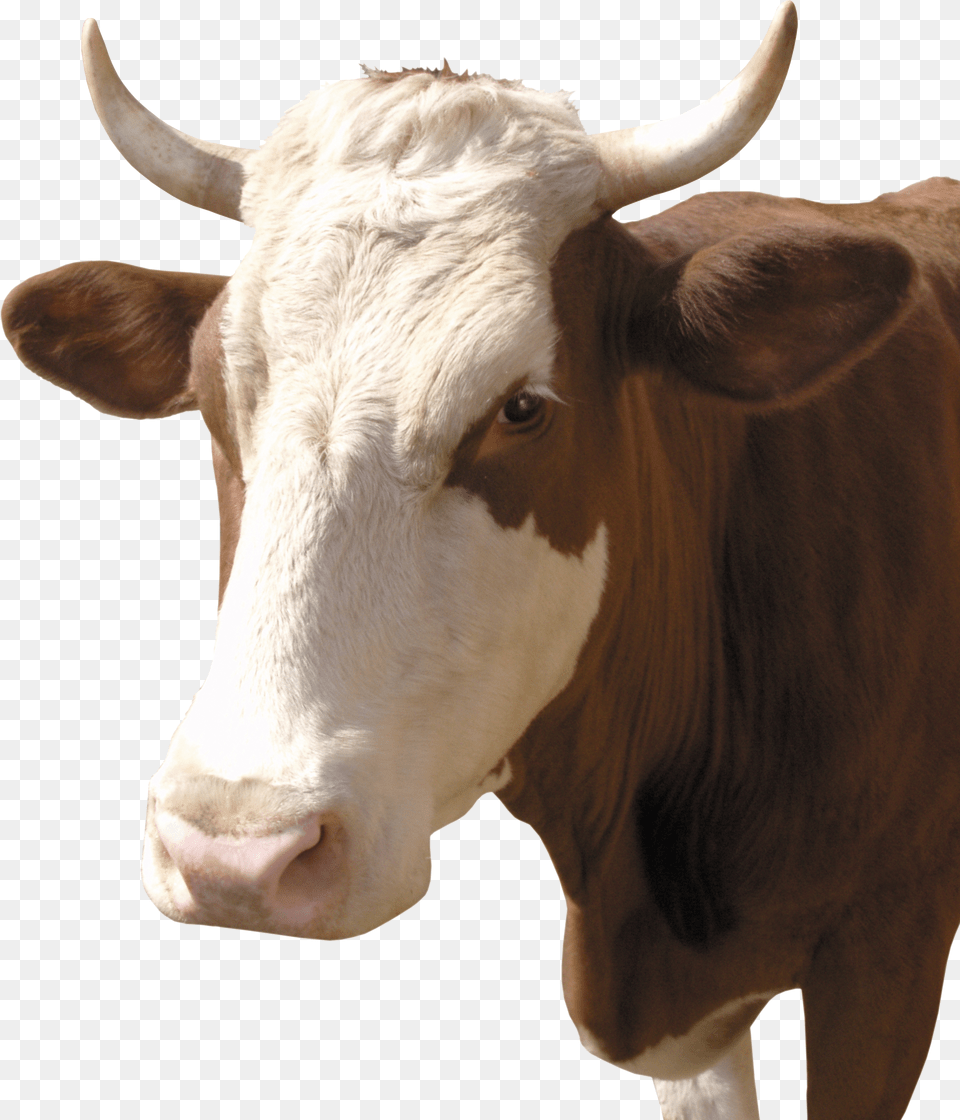 Cow Surrealism Painting Transparent Background Free Png