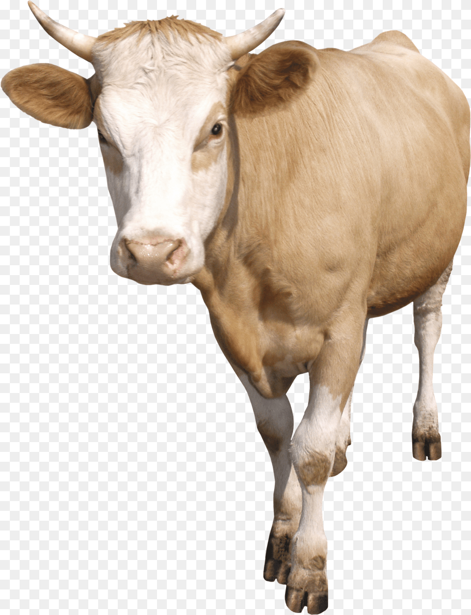 Cow Transparent Png